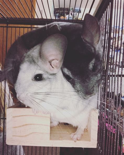 Find chinchilla in pets | find or rehome a dog, cat, bird, horse and more on kijiji: Chinchilla Rodents For Sale | Whitewater, WI #307606