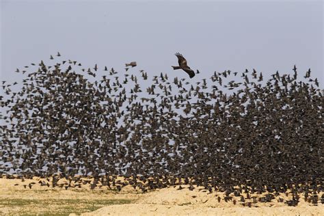 Stunning Pictures Of The Migration Of Starlings Through Europe