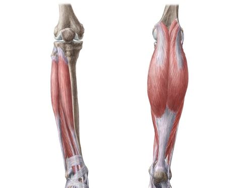Leg Muscle Diagram Coloring 44 Human Muscles Coloring Photo Ideas