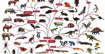 Fundacion Dinosaurios Cyl: El árbol de la vida