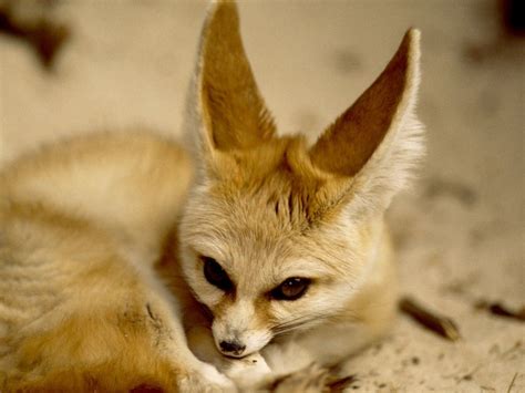 Fennec Foxes Fennec Fox Pictures Fennec Fox Facts National