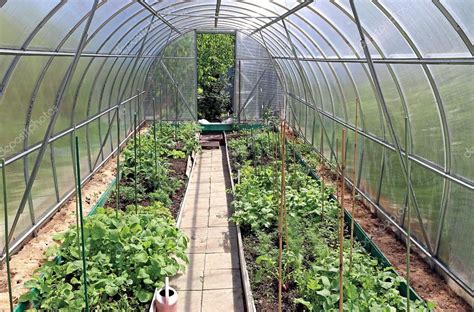 Growing Vegetables In Greenhouses — Stock Photo © Kingan77 61875009