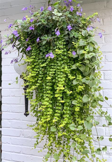 Diy Hanging Basket Plant For Shade Plant Flowers Hangingbasket