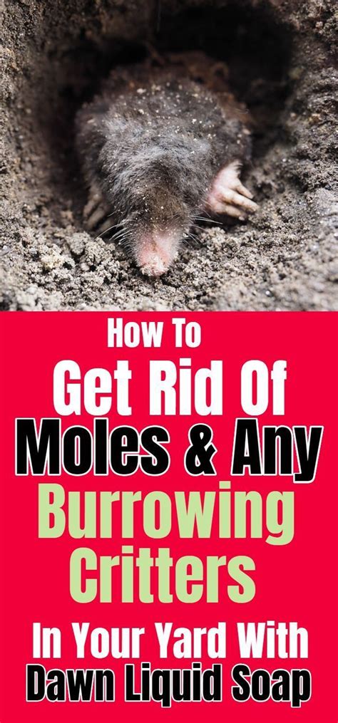 How To Get Rid Of Moles And Any Burrowing Creatures In Your Yard With