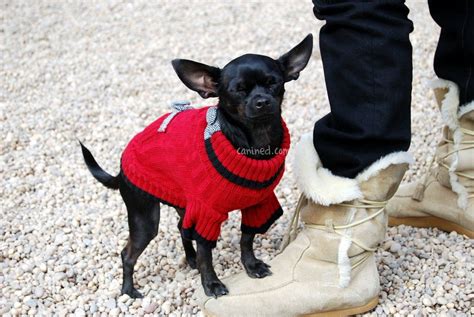 Black Chihuahua Old Pets Lovers