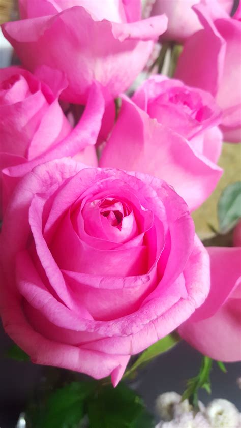 Fotos Gratis Pétalo Amor Rosado Plantas Flores Brillante