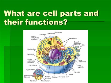 Parts Of Animal Cell And Their Functions Slideshare Eukaryotic Cells