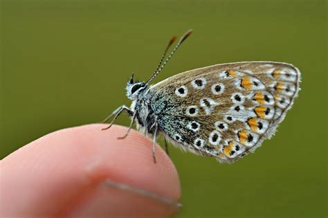 Common Blue Dorset Butterflies