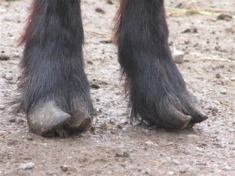 Liberty Farm Cashmere Goats Leg And Feet Faults