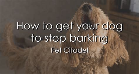 How To Get Your Dog To Stop Barking 6 Effective Methods Pet Citadel