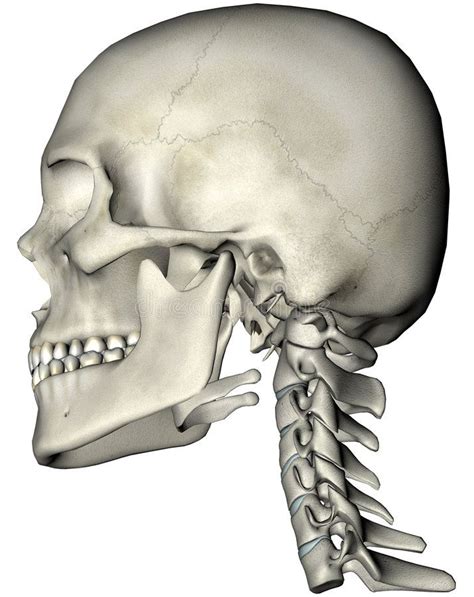 Human Skull And Neck Lateral Human Skull And Cervical Spine Neck