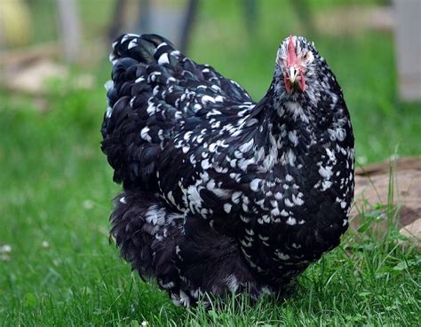 10 Mottled Spangled Orpington Hatching Eggs Hatching Eggs Chickens Backyard Chicken Breeds