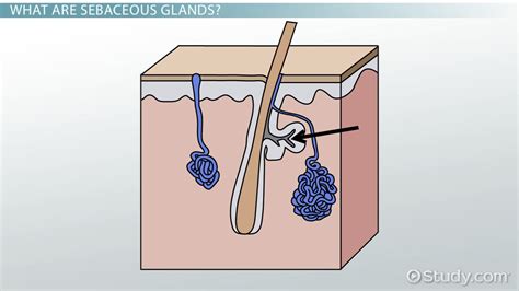 What Are Sebaceous Glands Definition And Function Video And Lesson