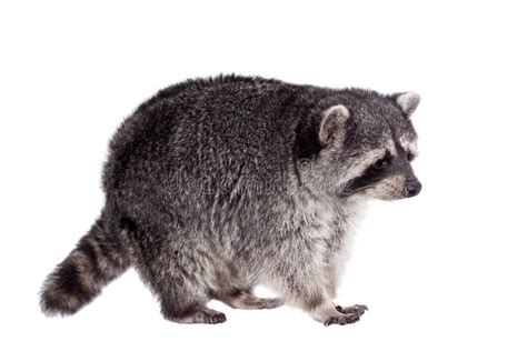 Raccoon 9 Meses Lotor Do Procyon Foto De Stock Imagem De Guaxinim