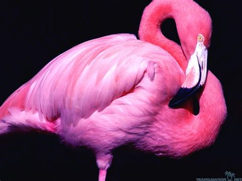 40 Fascinating Pictures Of Pink Flamingo Birds That Youll Enjoy Pink Flamingos Pink