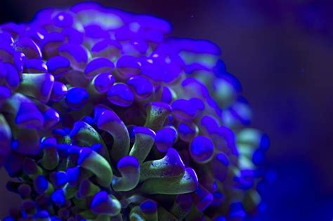 Coral Reefs Look Stunning Under Uv Light 23 Pics