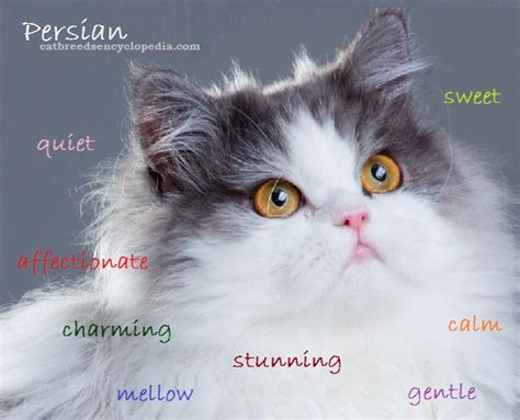 Learn about physical characteristics, character, and however, a persian's owner must be prepared to regularly groom its cat because this breed has a coat that's full of life, and someone has to help the persian to keep that. The Persian Cat - Cat Breeds Encyclopedia