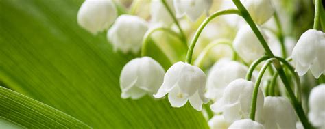 May Birth Flower Lily Of The Valley Meaning Sakura Tucson