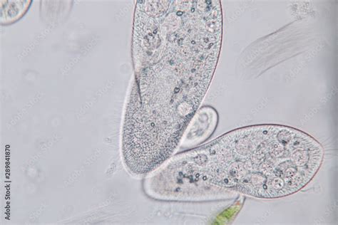 Paramecium Microscope