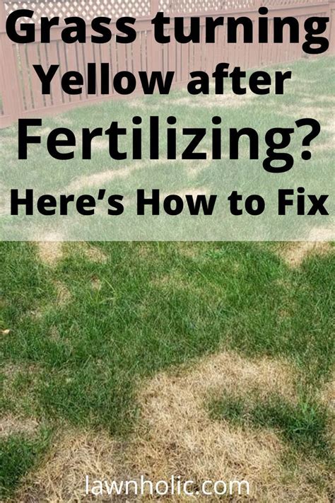 Grass Turning Yellow After Fertilizing Heres How To Fix In 2022