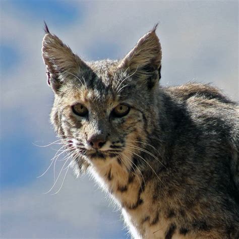 Pictures Of Wild Cats In Arizona Barb Hood