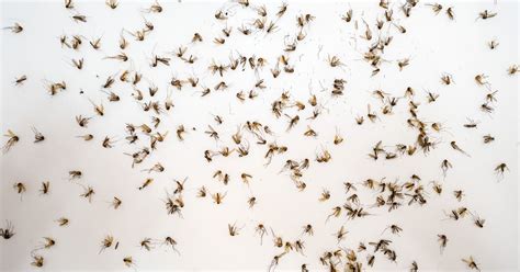 Mosquito Control Officials Enlist The Air Force For An Aerial Assault