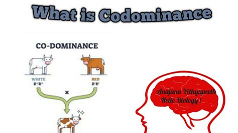 What Is Codominance Youtube