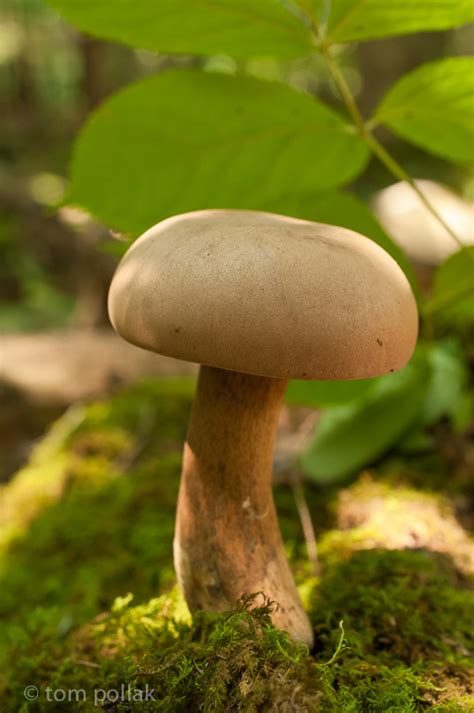 Mushrooms Vermont Photographer Tom Pollak Tealcity Photography