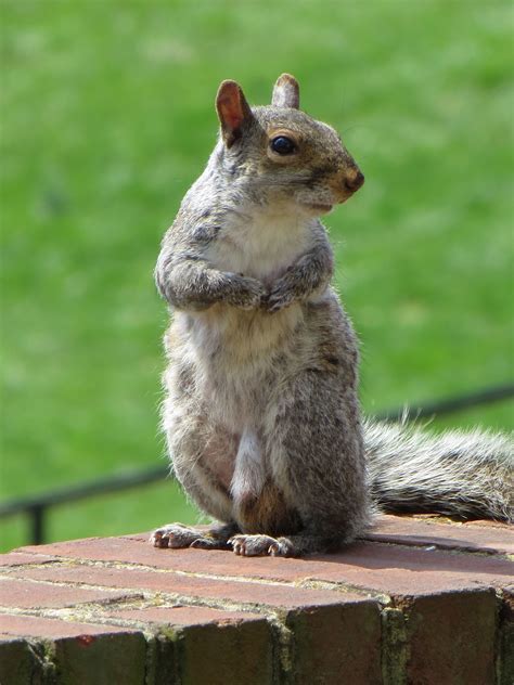 Standing Squirrel Photo By Frederick Meekins Frederick Squirrel