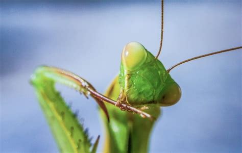 Praying Mantis Spirit Animal Meaning Unraveling Insights And Symbolism