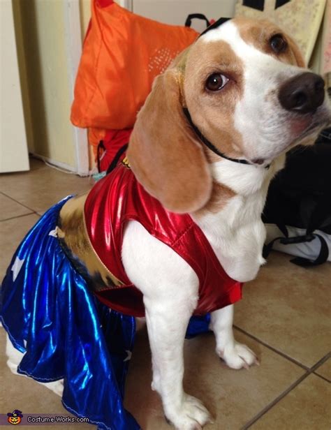 Wonder Woman Dog Costume Affordable Halloween Costumes