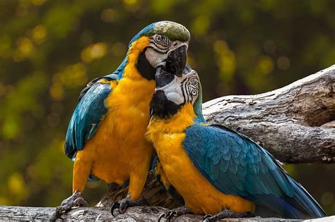 Parrots Exotic Ara Animal Birds Love Couple Happyvalentines