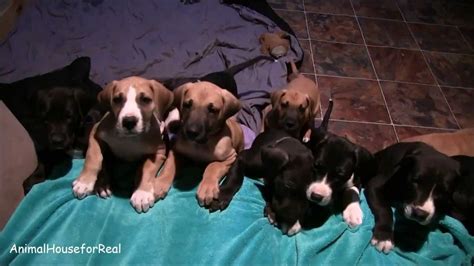 Great Dane Puppies Are Too Cute Youtube