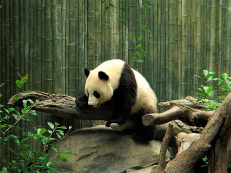 Download Zoo Cute Animal Panda Hd Wallpaper