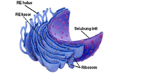 Maybe you would like to learn more about one of these? All about Biology: Makalah Retikulum Endoplasma & Ribosom