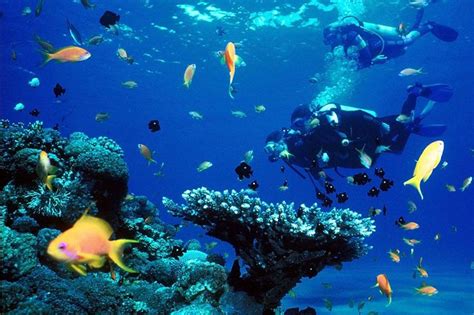 Cebu Diving Experience 2022 Viator