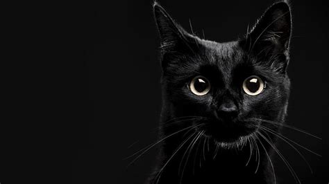 black cat wallpaper hd high quality desktop iphone and android background and wallpaper