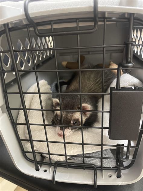 Vet time! Seeing if my boy has adrenal or just summertime shedding on