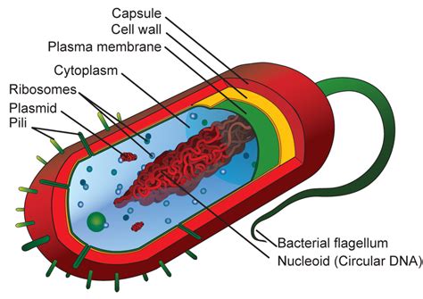 Prokaryotic And Eukaryotic Cells Read Biology Ck 12 Foundation