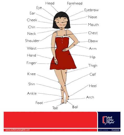 Girl Body Parts Name In English