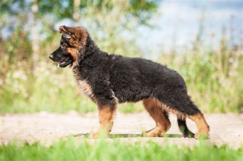 German Shepherd Dog Breed Information Buying Advice