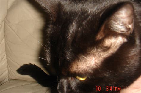 Some instances are quite normal, while other hair loss. My cat has a few red spots above his left eye.The whole ...