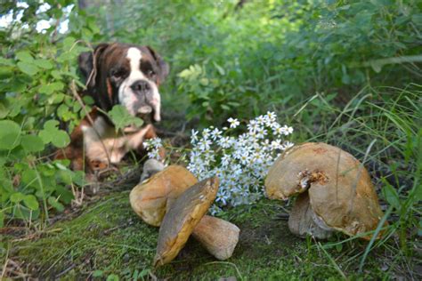 There are thousands of mushrooms out there, but only about 100 types are poisonous. Can Dogs Eat Mushrooms? What to Know About Dogs and Mushrooms