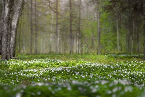 Forest Glade Full Of White Spring Flowers Stock Photo Image Of Spring