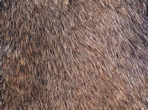 Fur Close Up Of Animal Fur Affiliate Close Fur Fur Animal