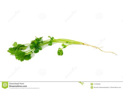 Coriander Isolated On White Background Stock Photo Image Of Healthy