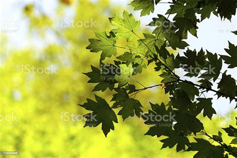 Green Maple Leaves Stock Photo Download Image Now Beauty In Nature