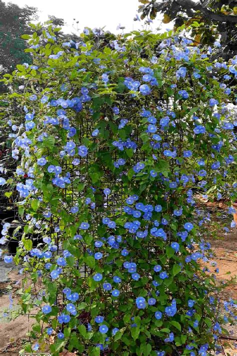 Sky Blue Cluster Vine Flowering Outdoor Plants