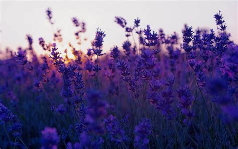 Download Blooming Lavender Purple Flowers Sunset Wallpaper