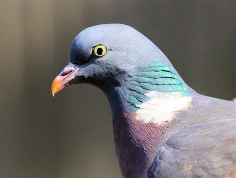 Pigeons From Around The Planet Talk From The Field Pigeon Watch Forums